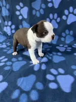 Rocky , a male Boston Terrier for sale in Merced, CA – 1 of 5