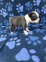 Max, a male Boston Terrier for sale in Merced, CA – 2 of 5