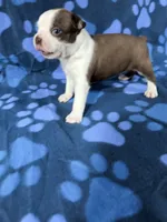 Rocky , a male Boston Terrier for sale in Merced, CA – 3 of 5