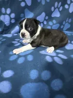 Tomy, a male Boston Terrier for sale in Merced, CA – 3 of 4