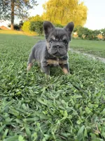 Roxie, a female French Bulldog for sale in Merced, CA – 6 of 6