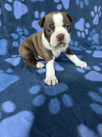Mia, a female Boston Terrier for sale in Merced, CA – 3 of 5