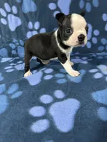 Oreo, a male Boston Terrier for sale in Merced, CA – 3 of 6
