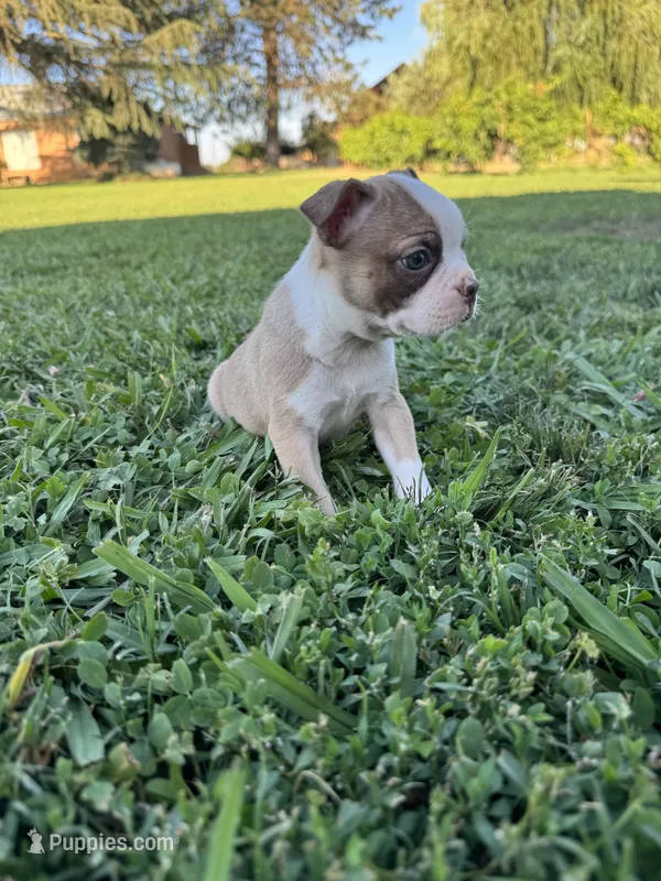 Toby  – Boston Terrier puppy for sale in Merced, CA