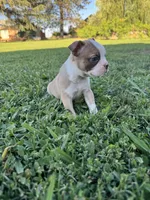 Toby , a male Boston Terrier for sale in Merced, CA – 1 of 6