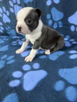 Toby , a male Boston Terrier for sale in Merced, CA – 3 of 6