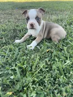 Toby , a male Boston Terrier for sale in Merced, CA – 5 of 6