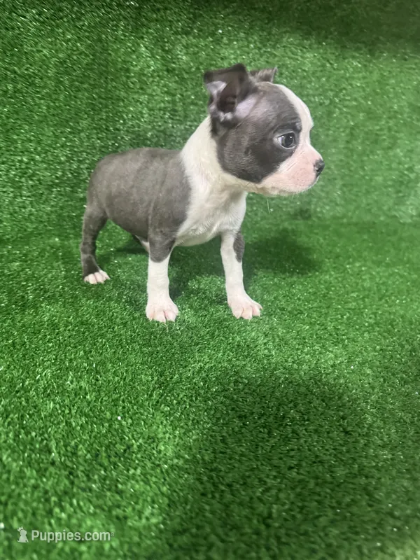 Toby  – Boston Terrier puppy for sale in Merced, CA