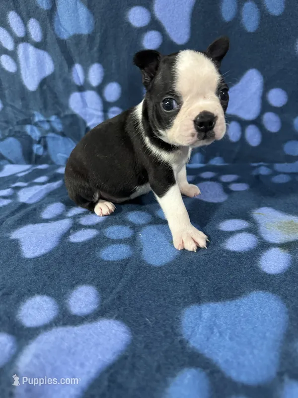 Oreo – Boston Terrier puppy for sale in Merced, CA