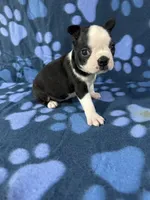 Oreo, a male Boston Terrier for sale in Merced, CA – 1 of 6