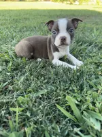Bella, a female Boston Terrier for sale in Merced, CA – 4 of 5