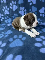 Mia, a female Boston Terrier for sale in Merced, CA – 4 of 5