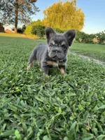 Roxie, a female French Bulldog for sale in Merced, CA – 5 of 6