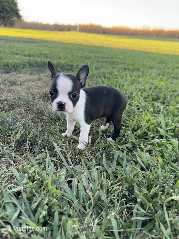 Mia – Boston Terrier puppy for sale in Merced, CA