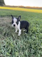 Mia, a female Boston Terrier for sale in Merced, CA – 1 of 6