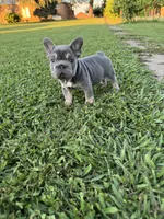 Bella, a female French Bulldog for sale in Merced, CA – 6 of 7
