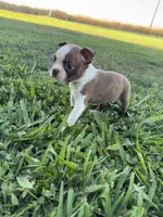 Bambi , a female Boston Terrier for sale in Merced, CA – 3 of 5