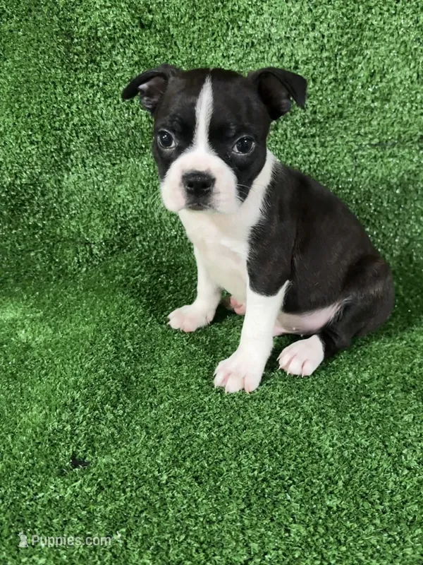 Tomy – Boston Terrier puppy for sale in Merced, CA