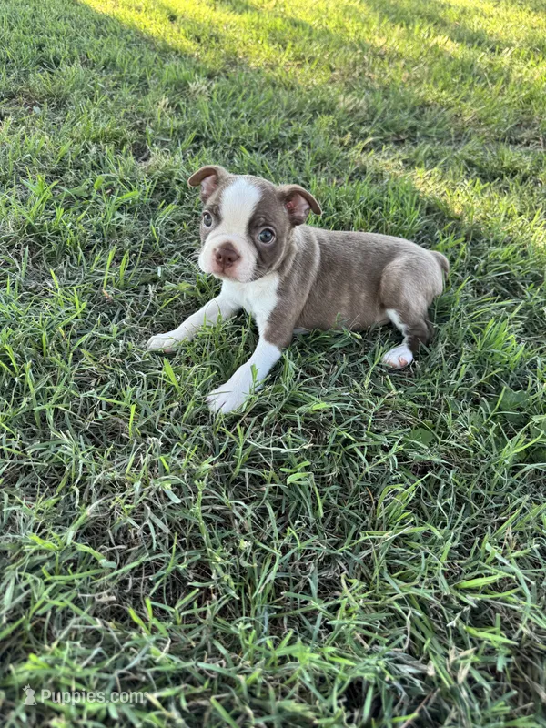 Roger – Boston Terrier puppy for sale in Merced, CA