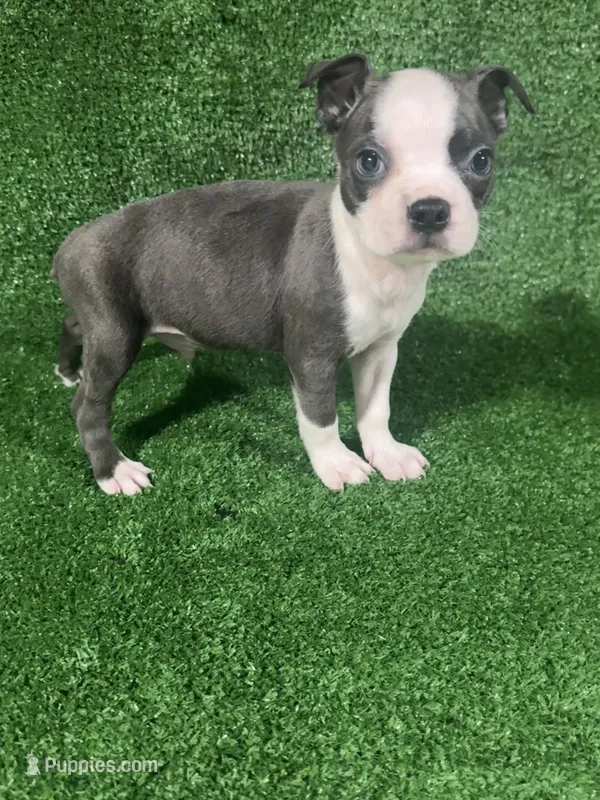 Max – Boston Terrier puppy for sale in Merced, CA