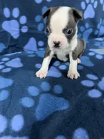 Toby , a male Boston Terrier for sale in Merced, CA – 2 of 6