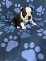 Bella, a female Boston Terrier for sale in Merced, CA – 6 of 6