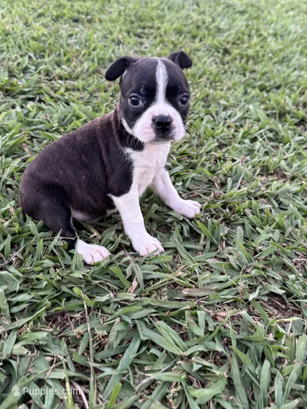 Tomy – Boston Terrier puppy for sale in Merced, CA