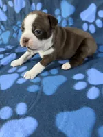 Mia, a female Boston Terrier for sale in Merced, CA – 2 of 5