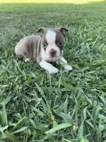 Roger, a male Boston Terrier for sale in Merced, CA – 2 of 5