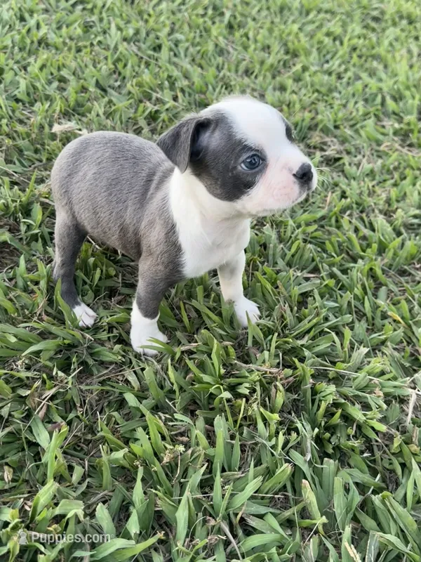 Max – Boston Terrier puppy for sale in Merced, CA