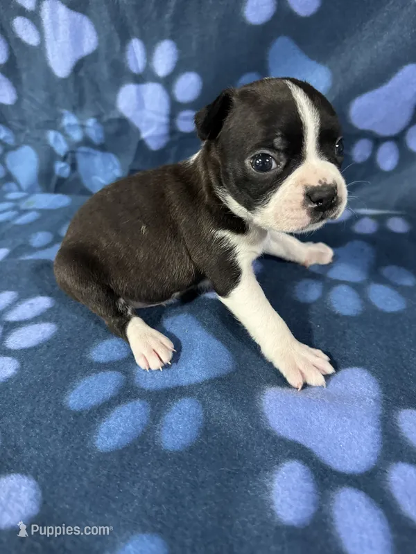 Tomy – Boston Terrier puppy for sale in Merced, CA