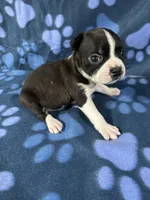Tomy, a male Boston Terrier for sale in Merced, CA – 1 of 4
