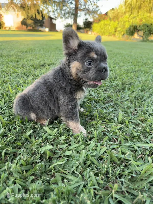 Roxie – French Bulldog puppy for sale in Merced, CA