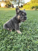 Roxie, a female French Bulldog for sale in Merced, CA – 1 of 6