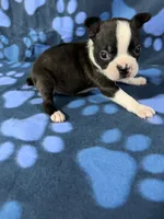Benji , a male Boston Terrier for sale in Merced, CA – 2 of 5