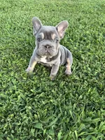 Bella, a female French Bulldog for sale in Merced, CA – 7 of 7