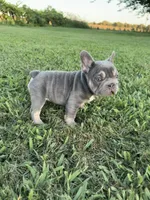 Bella, a female French Bulldog for sale in Merced, CA – 2 of 7