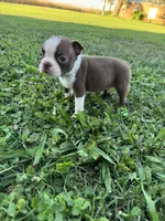 Benji, a male Boston Terrier for sale in Merced, CA – 4 of 6