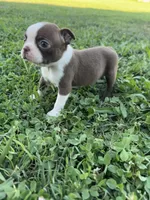 Benji, a male Boston Terrier for sale in Merced, CA – 3 of 6