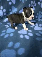 Benji , a male Boston Terrier for sale in Merced, CA – 3 of 5