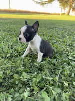 Mia, a female Boston Terrier for sale in Merced, CA – 6 of 6