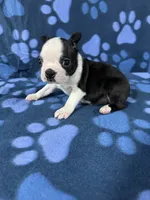 Oreo, a male Boston Terrier for sale in Merced, CA – 5 of 6