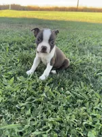 Bella, a female Boston Terrier for sale in Merced, CA – 3 of 5