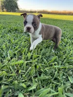 Bambi , a female Boston Terrier for sale in Merced, CA – 5 of 5