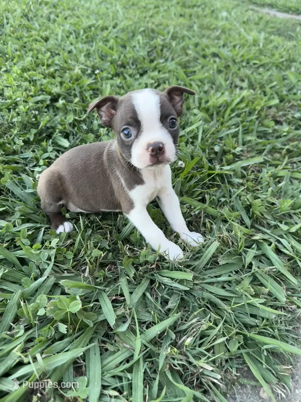 Bella – Boston Terrier puppy for sale in Merced, CA