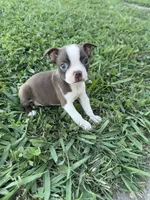 Bella, a female Boston Terrier for sale in Merced, CA – 1 of 5