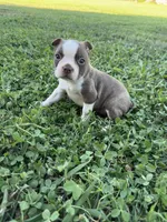 Roger, a male Boston Terrier for sale in Merced, CA – 4 of 5