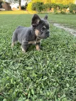 Roxie, a female French Bulldog for sale in Merced, CA – 4 of 6