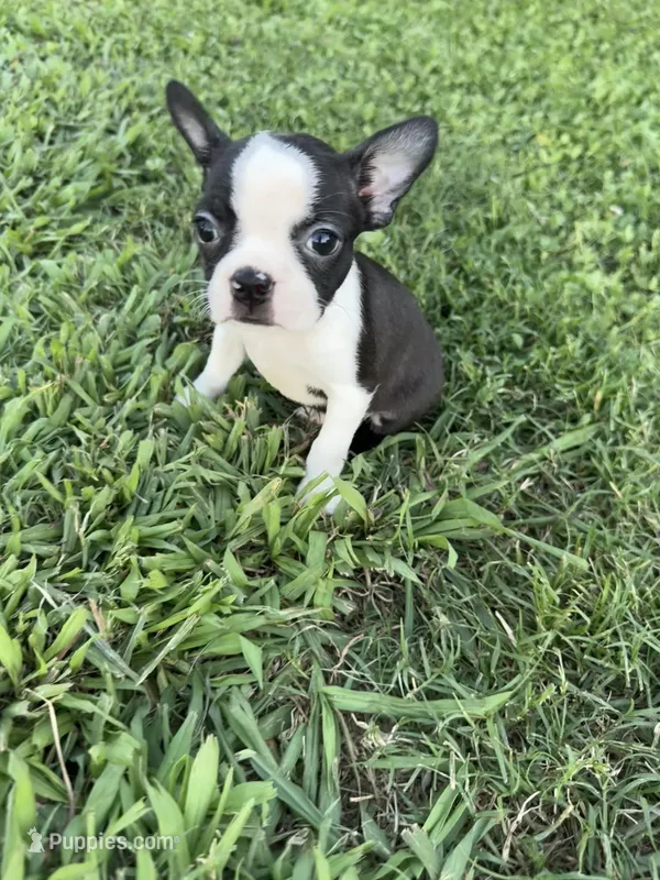 Mia – Boston Terrier puppy for sale in Merced, CA