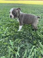 Roger, a male Boston Terrier for sale in Merced, CA – 5 of 5
